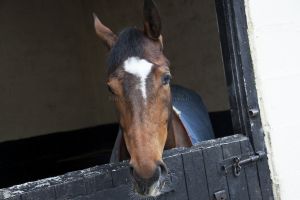 _middleham open day 19.jpg